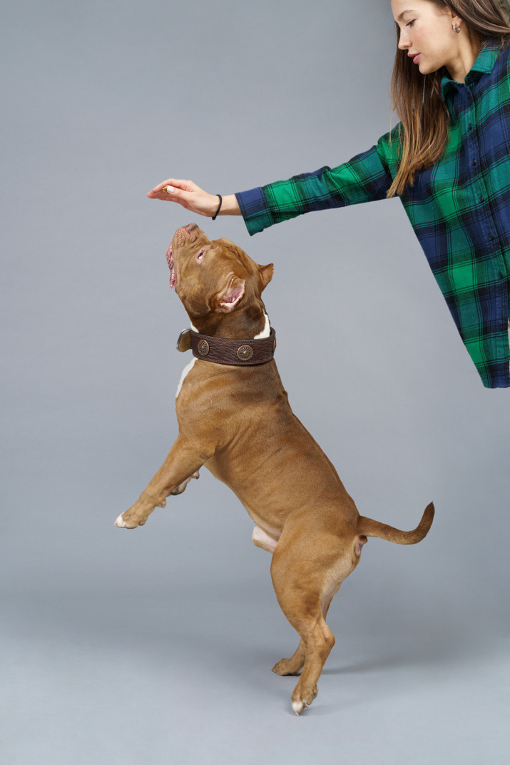 Side view of a jumping brown bulldog trying to touch his female master's hand