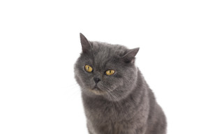 Grey cat