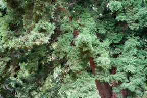 La beauté de la forêt est grande