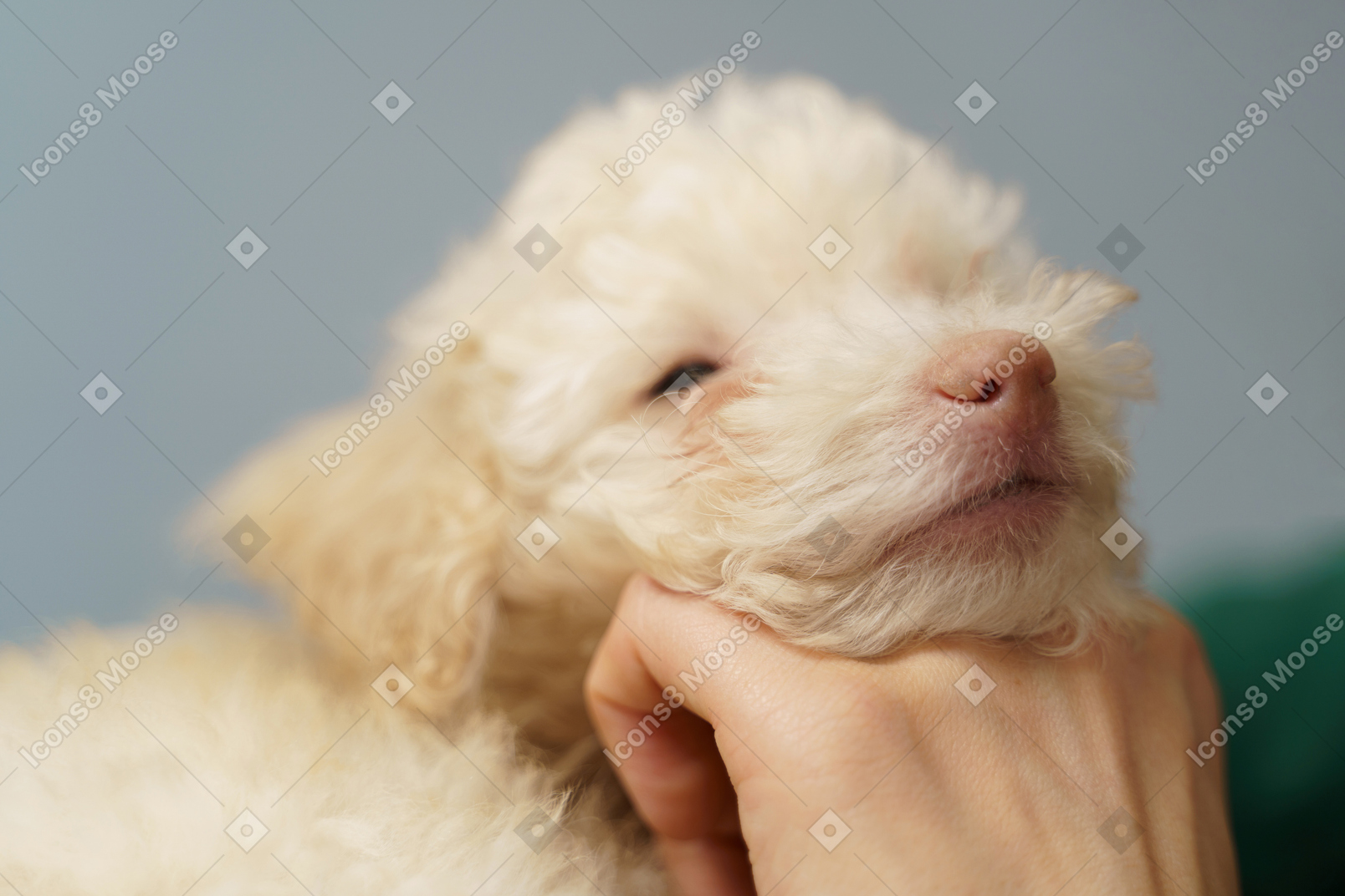 Close-up of a tiny poodle putting chin on human's hand