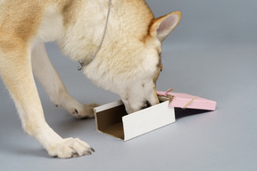 Close-up of a wolf-like dog searching for something in a box