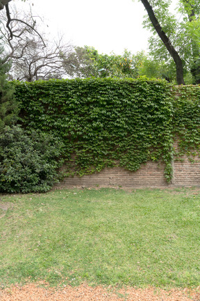 Décor de grands buissons sur le mur de briques