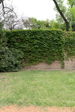 Gran decoración de arbustos en la pared de ladrillo.