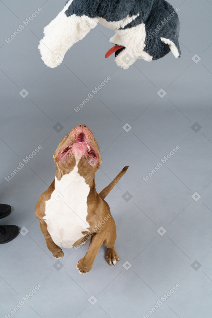 Foto de cima de um bulldog pulando para pegar um brinquedo