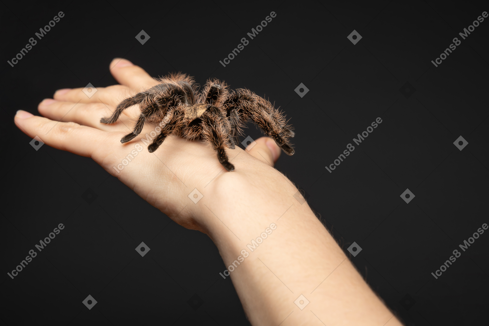 Big tarantula creeping on human hand