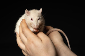 White mouse in human hands