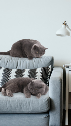 Two grey cats lying on couch next to lamp