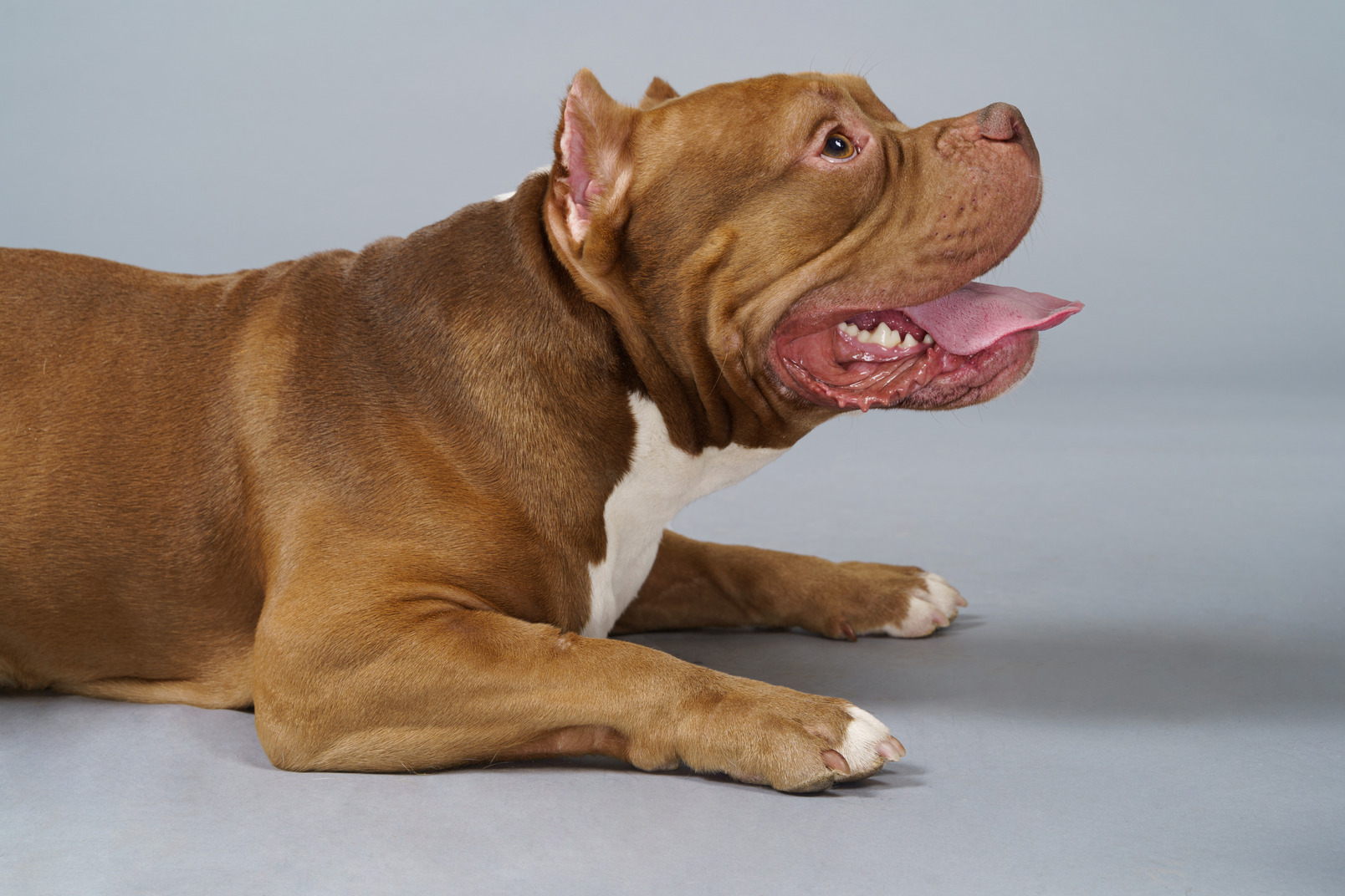 Side view of a brown bulldog lying on belly and looking up showing tongue