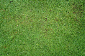 Carpet of green grass