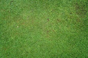 Tapis d'herbe verte