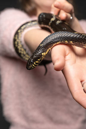 Striped black snake curving around woman's hand