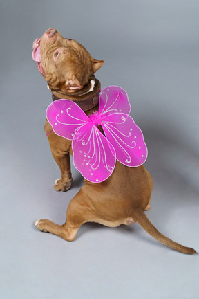 Vue arrière d'une fée de chien avec des ailes roses regardant en position assise