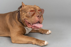 Un perro que se ve bien con gafas de sol