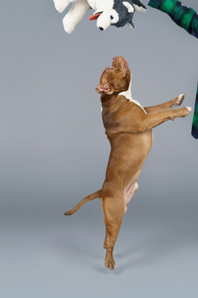 Вид сбоку коричневого бульдога, прыгающего и ловящего игрушечную собаку