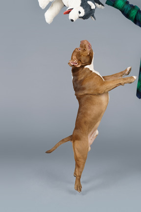 Side view of a brown bulldog jumping and catching a toy dog