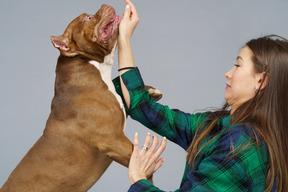 Seitenansicht einer verspielten bulldogge und ihrer verängstigten besitzerin im karierten hemd