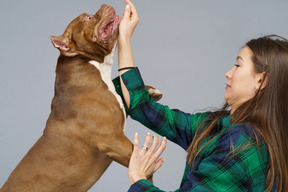 顽皮的斗牛犬和害怕的女主人在格子衬衫的侧视图