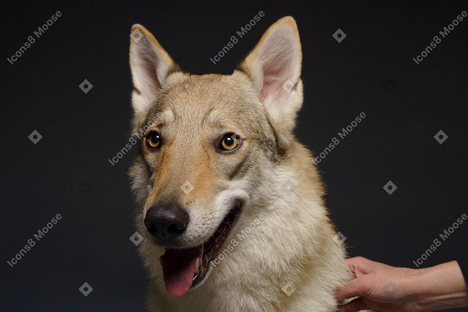 Close-up of a wolf-like dog looking aside