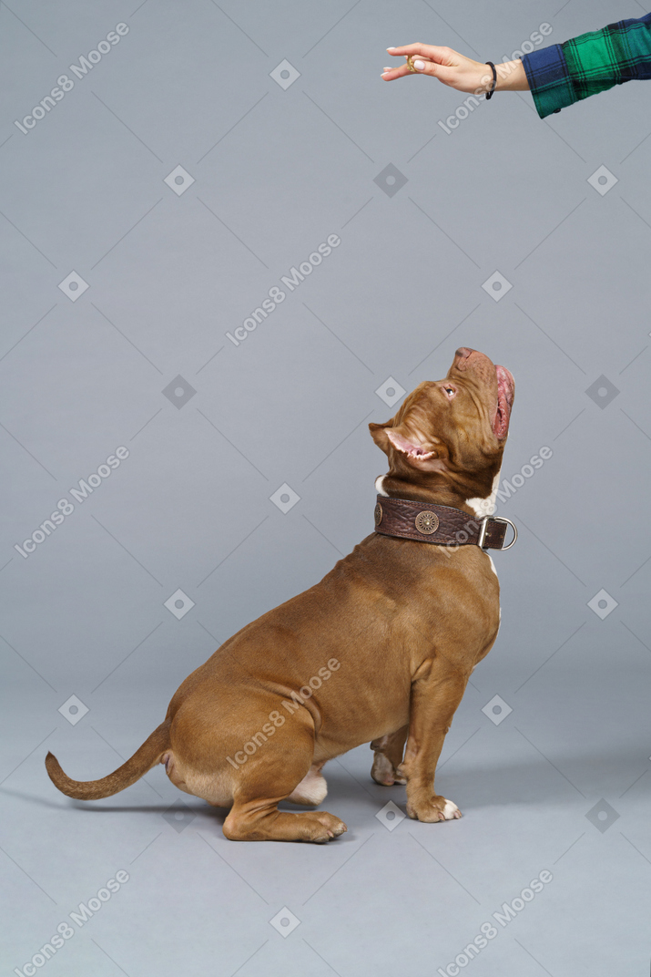 Vista lateral de um bulldog sentado olhando para uma mão feminina e pronto para pular