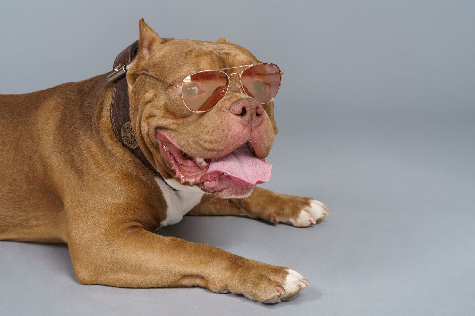 Close-up a brown bulldog in sunglasses and looking aside
