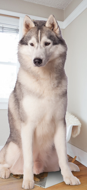 A husky dog sitting on top of a hard wood floor