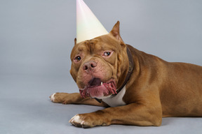 Close-up a sad brown bulldog in a dog collar and cap looking aside suspiciously