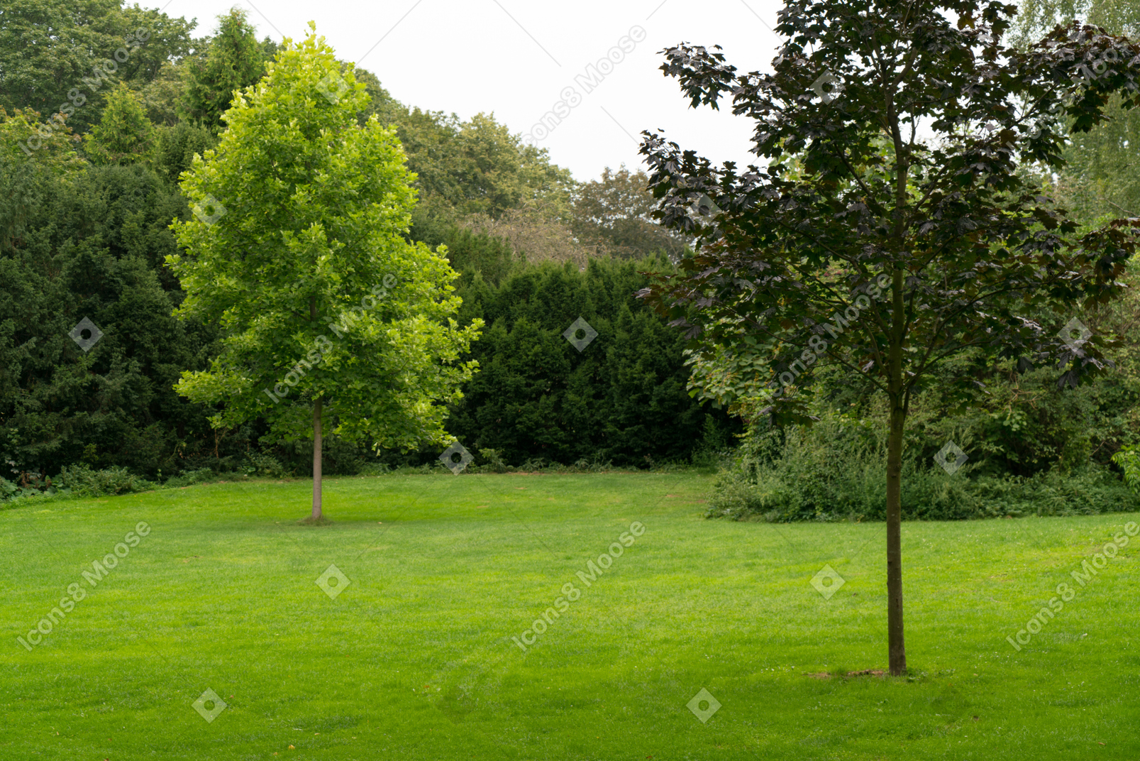 Hermosa vista de un césped verde con árboles.