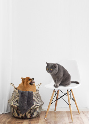 Cute pomeranian dog sitting in a basket and a grumpy cat sitting on a chair
