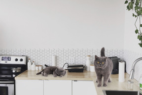 Two grey cats on kitchen counter