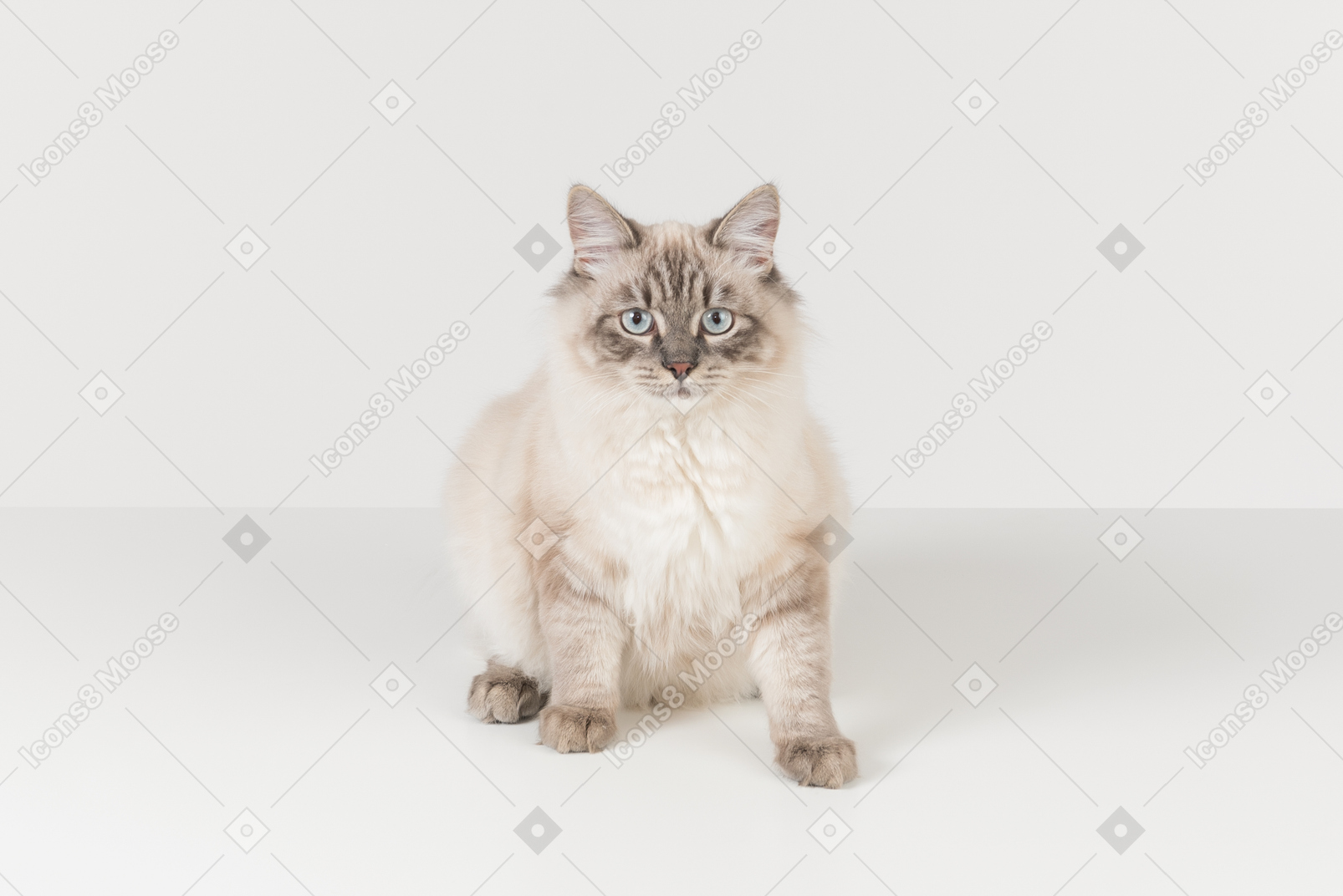 Gato ragdoll branco-acastanhado contra um fundo branco