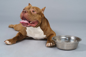 Front view of a brown bulldog lying near steel bowl and looking aside