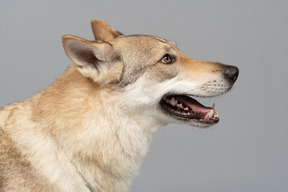 美丽的德国牧羊犬，侧身向相机摆姿势