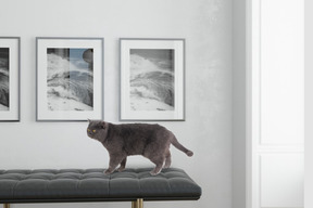 A cat standing on the ottoman bench in a room