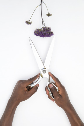 Manos masculinas negras que sostienen tijeras grandes y cortarán una flor violeta.