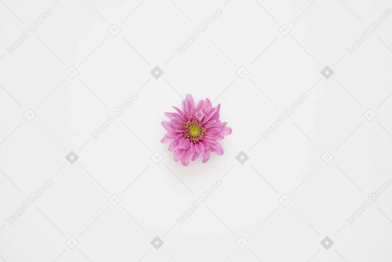 Tête de fleur