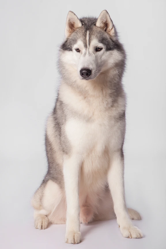 舌を出して目を閉じてハスキー犬 のフォト