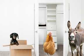 A dog in a box, hen and donkey