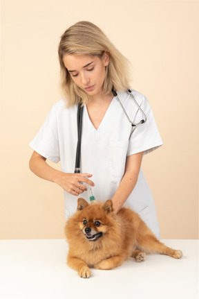 Atractivo veterinario haciendo inyección a un spitz rojo.