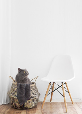 Humeur de chat après la douche