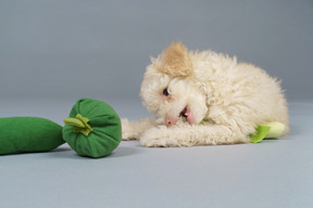 De corpo inteiro de um pequeno poodle brincando com vegetais de brinquedo