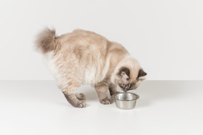 吃白色褐色的布娃娃猫在金属碗外面，反对简单的白色背景