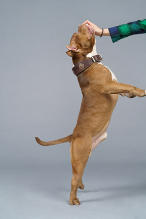 Side view of a brown dog jumping and touching female's hand