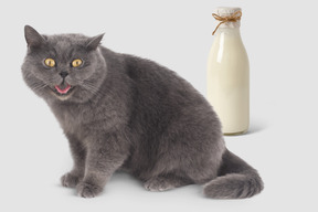 Cat sitting next to a bottle of milk