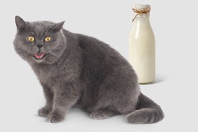 Gato sentado junto a una botella de leche