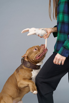 一个女主人和她的棕色斗牛犬咬玩具兔子的特写