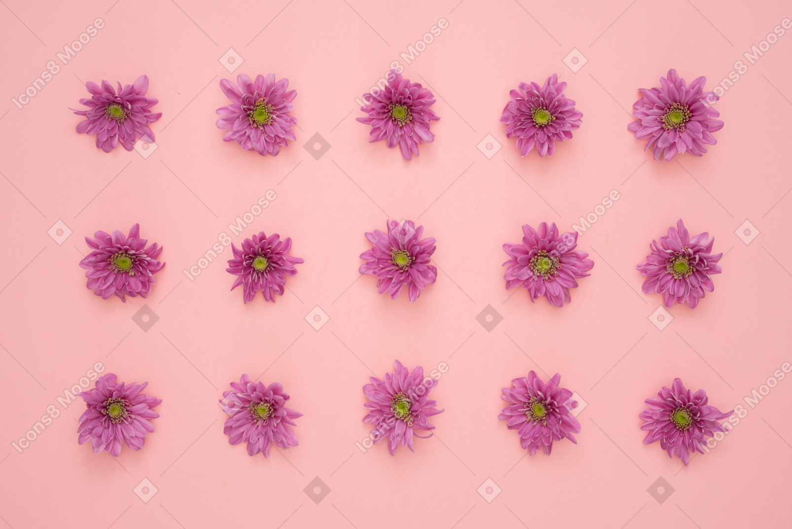 Cabezas de flores