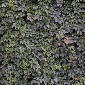 Vine texture