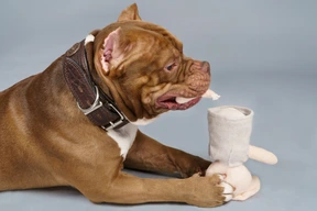 Vista lateral de un bulldog marrón mordiendo un conejito de juguete mirando a un lado