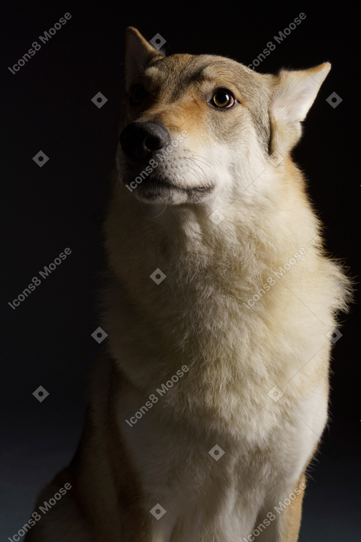 Primo piano di un cane simile a un lupo che osserva in su