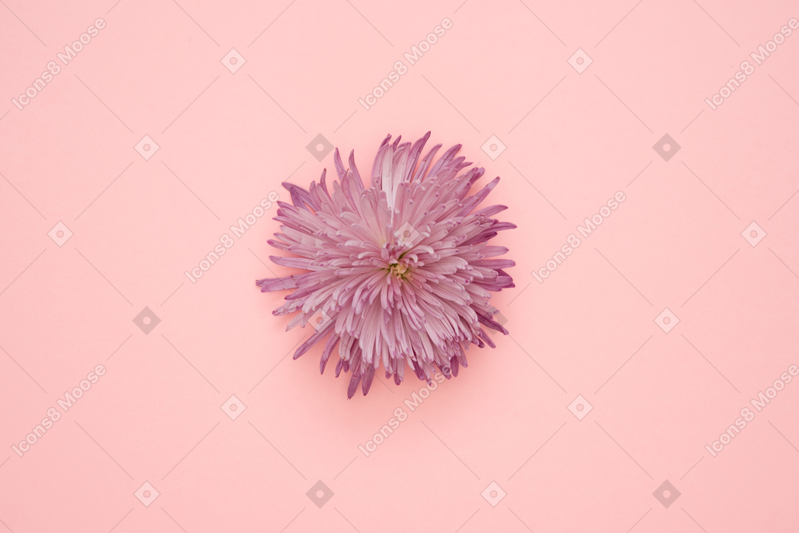 Flower head